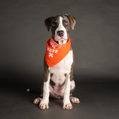 First puppy discount bowl